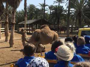 trips - excursions (1)